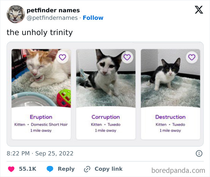 Three kittens named Eruption, Corruption, and Destruction featured in a list of creative pet names.