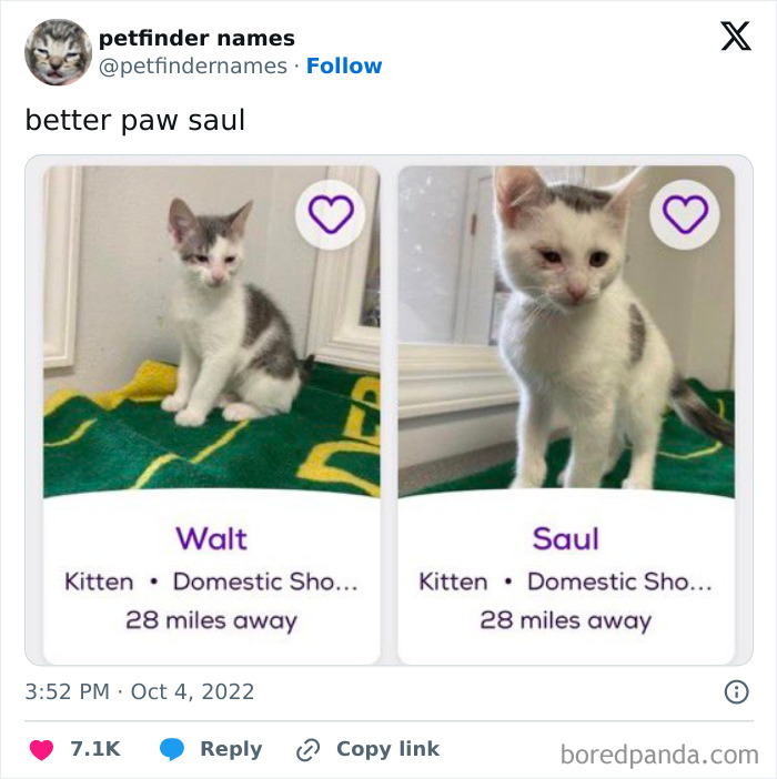 Two kittens named Walt and Saul shown for pet names that are so good they deserved an award post.