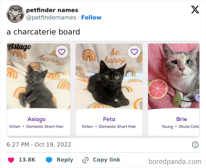 Three kittens named Asiago, Feta, and Brie showcased as creative pet names worthy of an award.