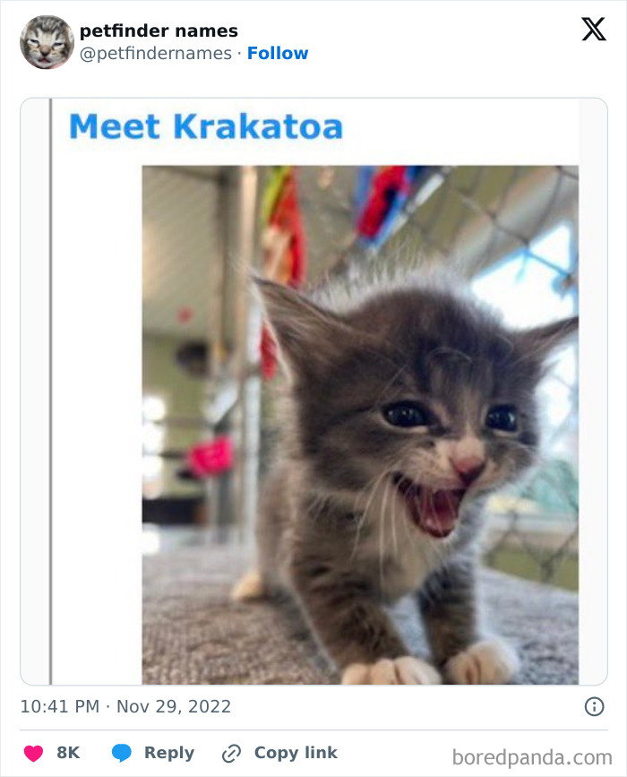 Kitten with the funny pet name Krakatoa, showing why creative pet names deserve recognition and awards.