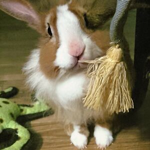 ifihavenochoice avatar