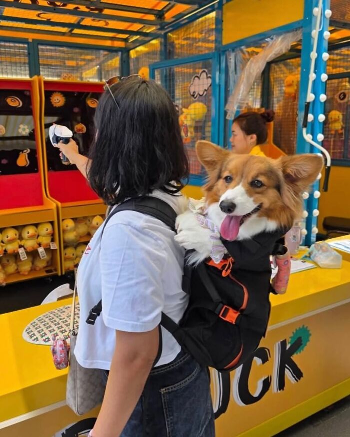 Woman carrying happy dog in backpack at colorful city arcade, showcasing adorable dogs in backpacks enjoying urban adventures.