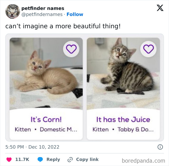 Two adorable kittens named Corn and Juice featured in a post about creative pet names deserving an award.