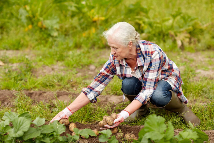 Elderly woman harvesting potatoes in garden, captured during embarrassing moments people were blessed to see.