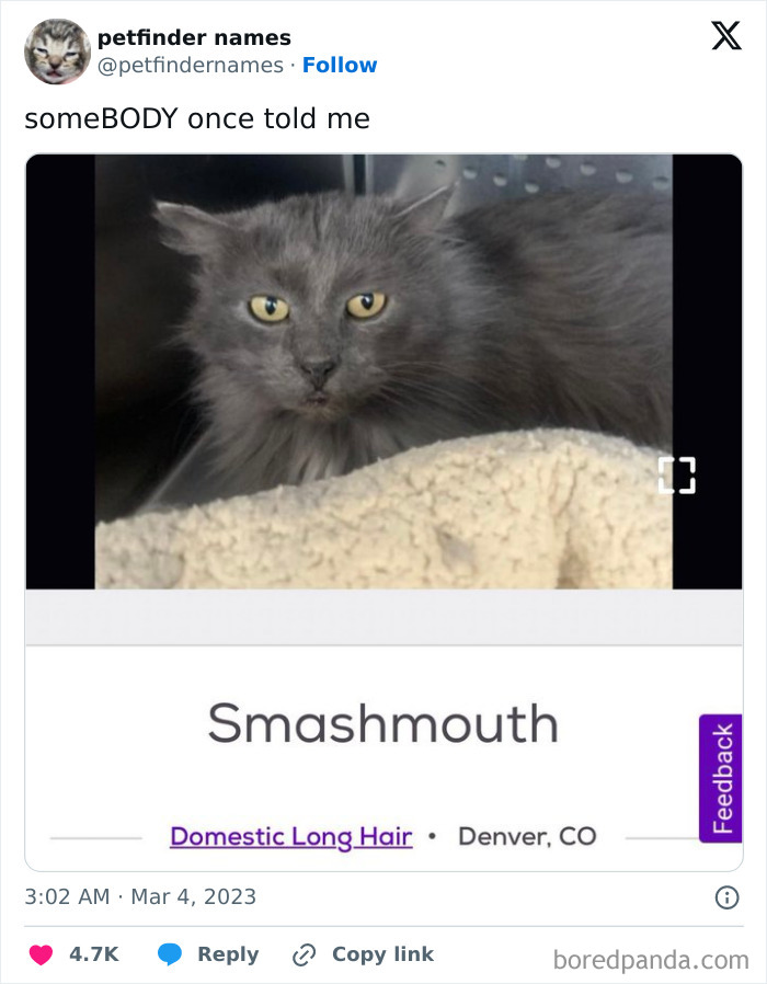 Gray long-haired cat named Smashmouth with yellow eyes resting on a blanket, showcasing creative pet names award-worthy.