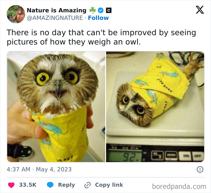 Small owl wrapped in a yellow cloth being weighed on a scale, sweet and wholesome animal moment to cleanse your feed