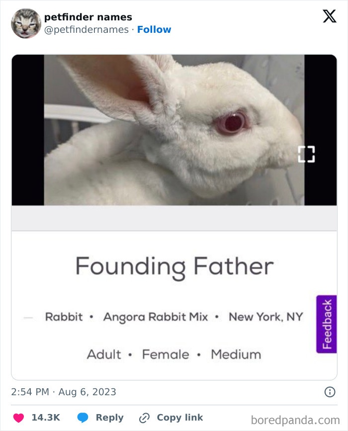 Close-up of a white Angora rabbit named Founding Father, showcasing adorable pet names that deserve an award.