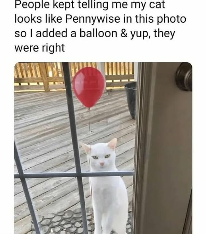 White cat with a red balloon outside a door, captured in a funny moment showing pets behaving like jerks.