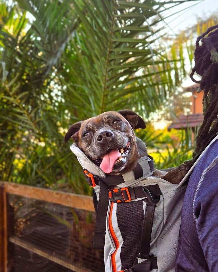 Happy dog in a backpack enjoying city adventures outdoors with greenery in the background and a person carrying it.