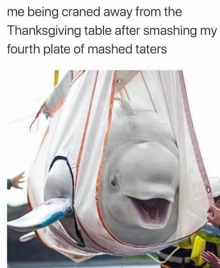 Beluga whale being lifted in a sling with a humorous caption, funny memes featuring cute animal content.