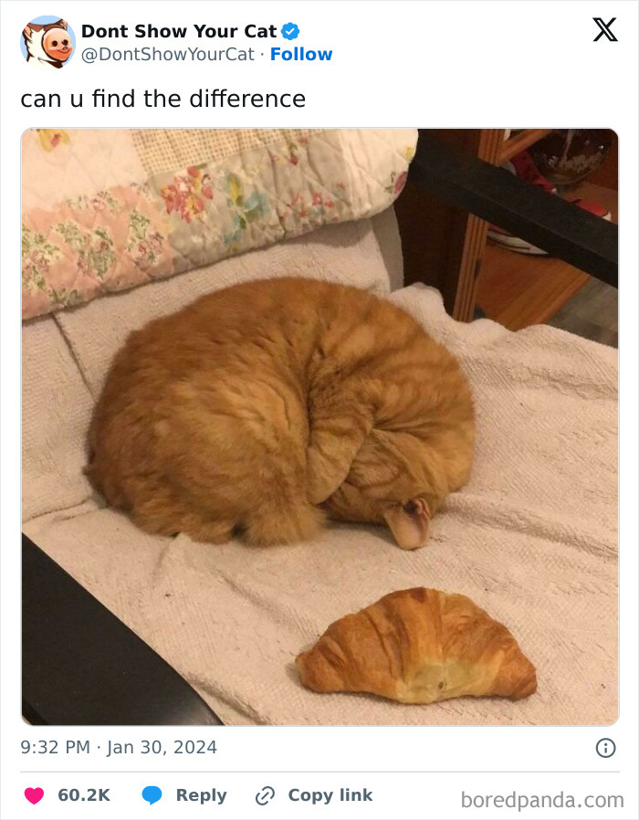 Orange cat curled up on a blanket next to a croissant, showing cats being weird little guys in a funny pose.