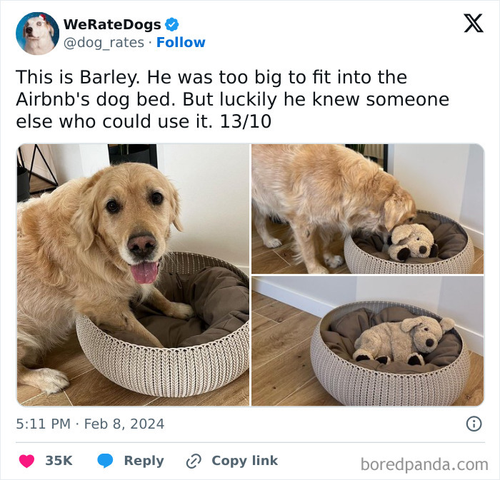 Cute dogs posts showing a large golden retriever next to a small dog bed with a stuffed animal inside.