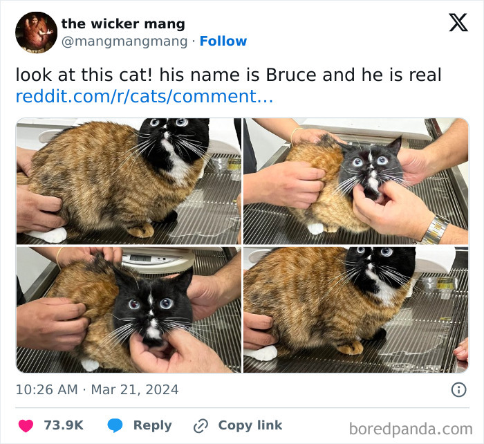 Tortoiseshell cat with a black and white face being gently held, showcasing weird little guy expressions and quirky behavior.