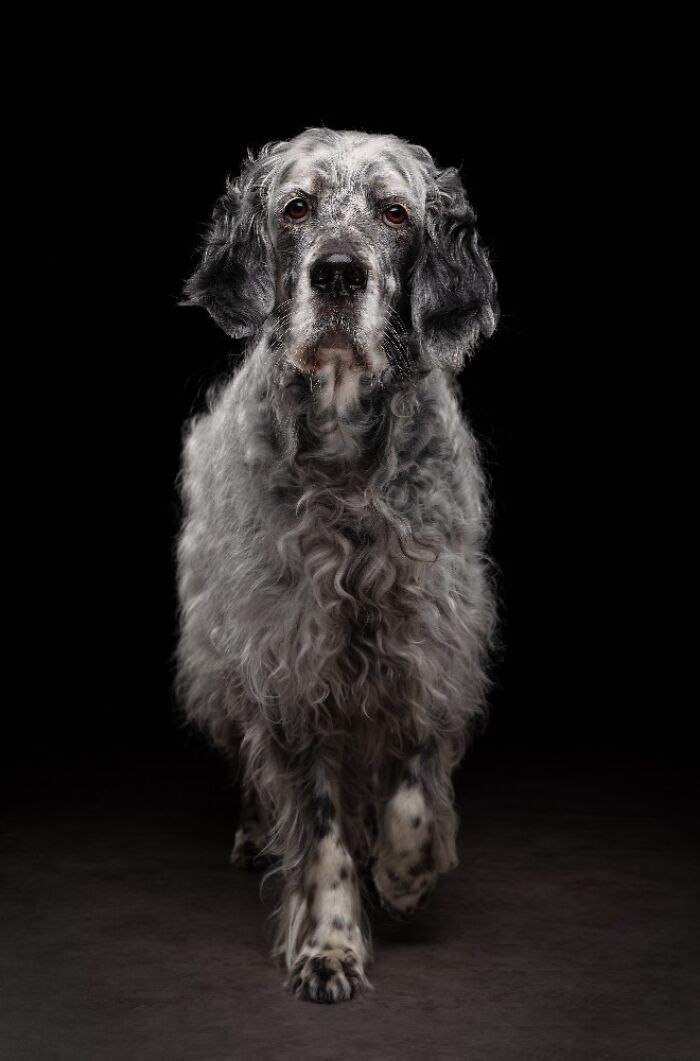 Curly gray and black dog walking forward captured in one of the best dog photos chosen by pet photography awards.