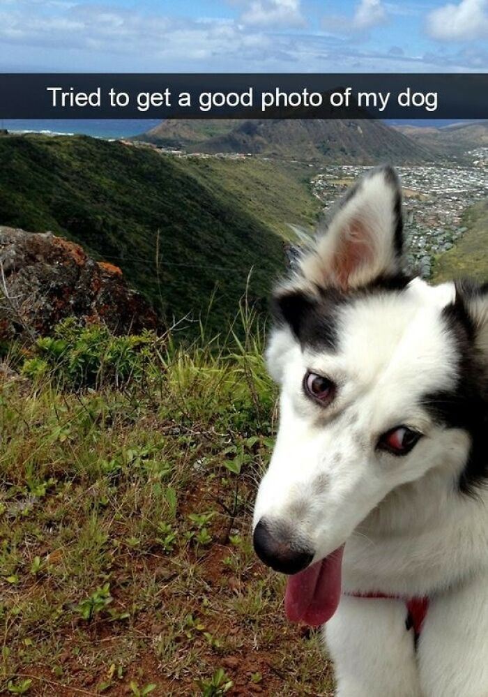 Dog with tongue out on a mountain trail in nature, a sweet and wholesome pic to cleanse your feed.