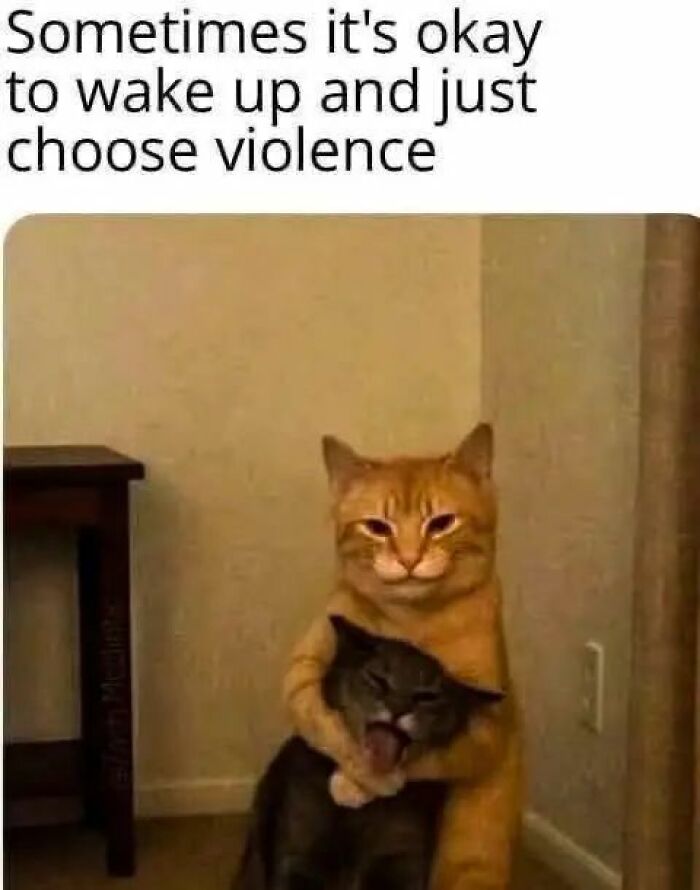 Two cats captured behaving like jerks, with one cat holding and the other cat looking distressed indoors.