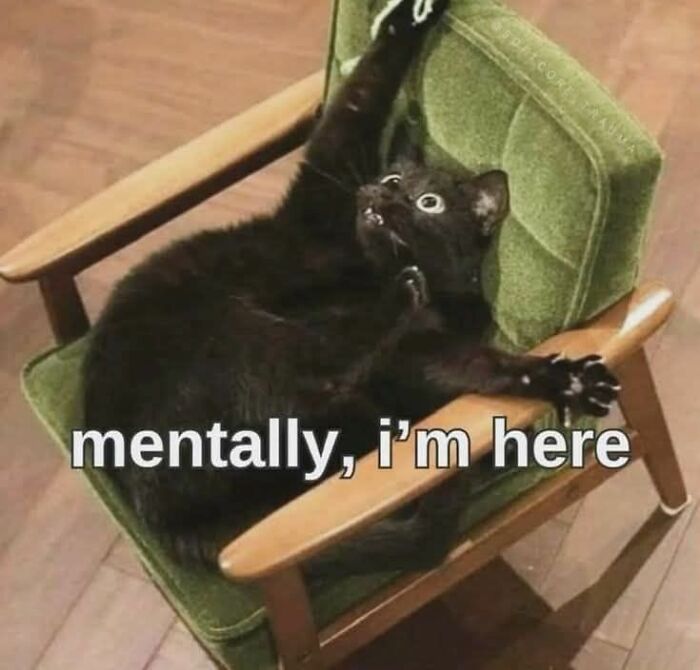 Black cat stretched out on a green chair with paws raised, a cute and sweet animal meme to make you smile today.