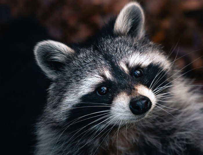 Close-up of a raccoon's face in the woods, highlighting wildlife that may affect people who couldn't sleep for days outdoors.