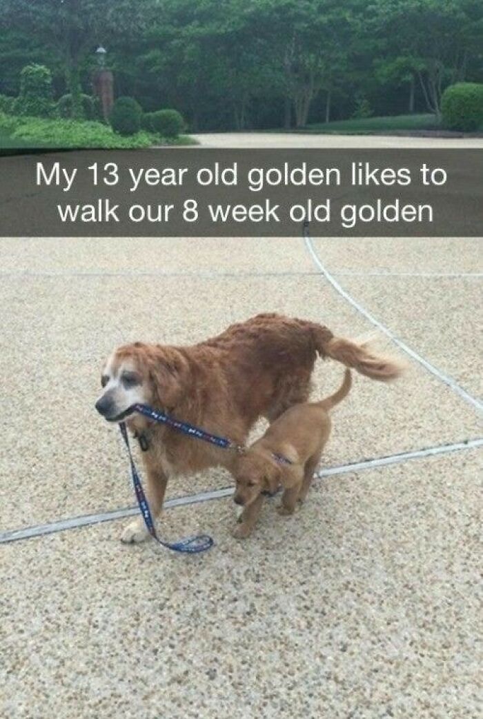 Older golden retriever holding leash while walking a golden retriever puppy in a wholesome and sweet moment.