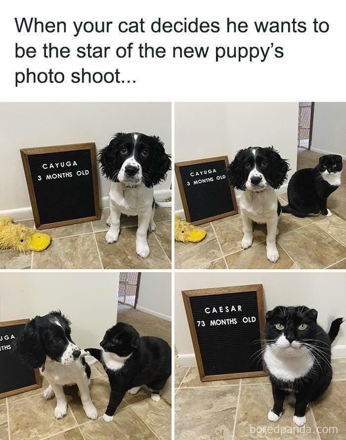Cat photobombs new puppy's photo shoot with age signs in a tiled room, showcasing cute dogs posts humor.