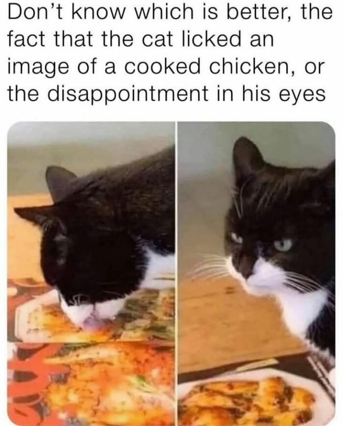 Black and white cat licking a cooked chicken picture with a disappointed expression in this cute and sweet animal meme.
