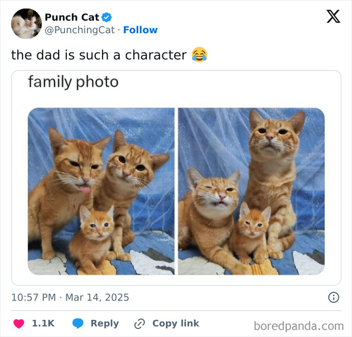Three orange cats posing humorously for a family photo meme, capturing funny moments to handle reality with humor.