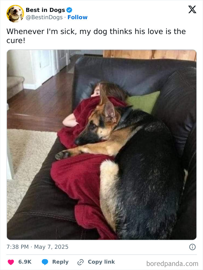 German Shepherd cuddling with a person wrapped in a red blanket on a couch, showing sweet and wholesome moments.
