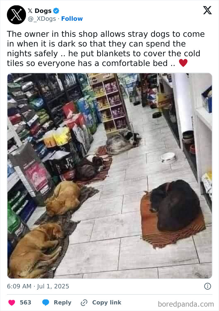 Stray dogs sleeping on blankets inside a shop, showcasing funny and wholesome animal posts to brighten your feed.