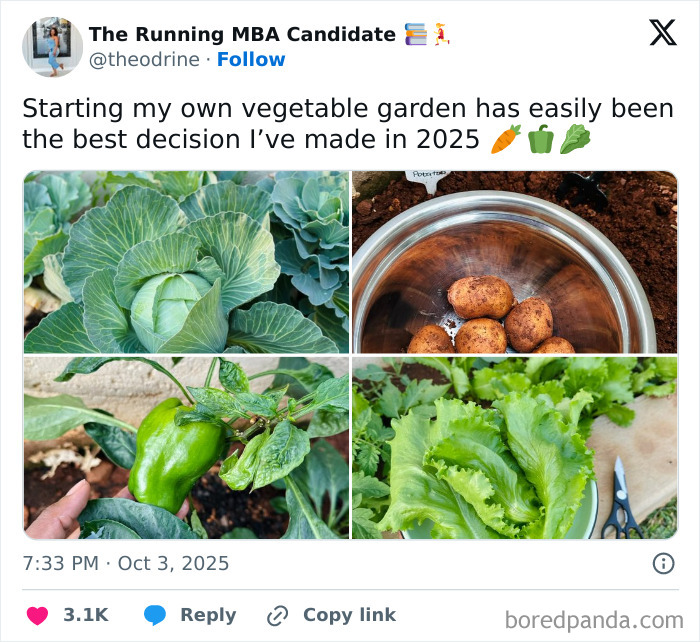 Vegetable garden with cabbage, potatoes, green pepper, and lettuce showing a leap of faith in best life decisions.
