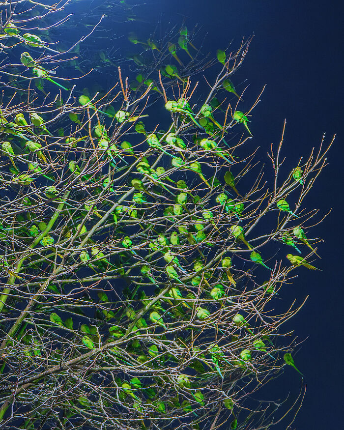 Don't Be Fooled, You See Leaves On A Tree In London In Winter, Not 1,000 Green Parrots