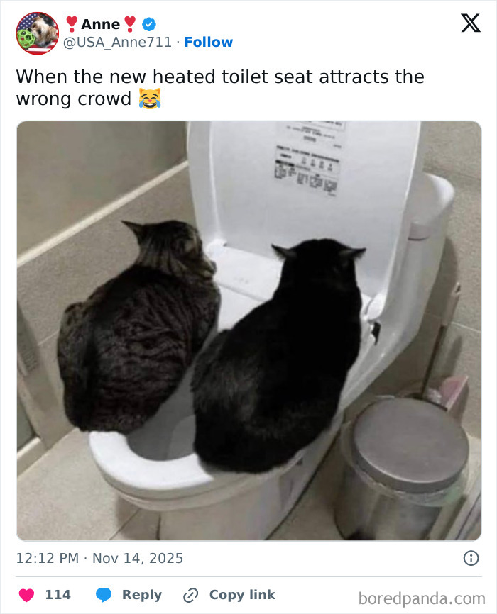 Two cats sitting on a toilet seat in a bathroom, funny cute and sweet animal memes to give you a smile today