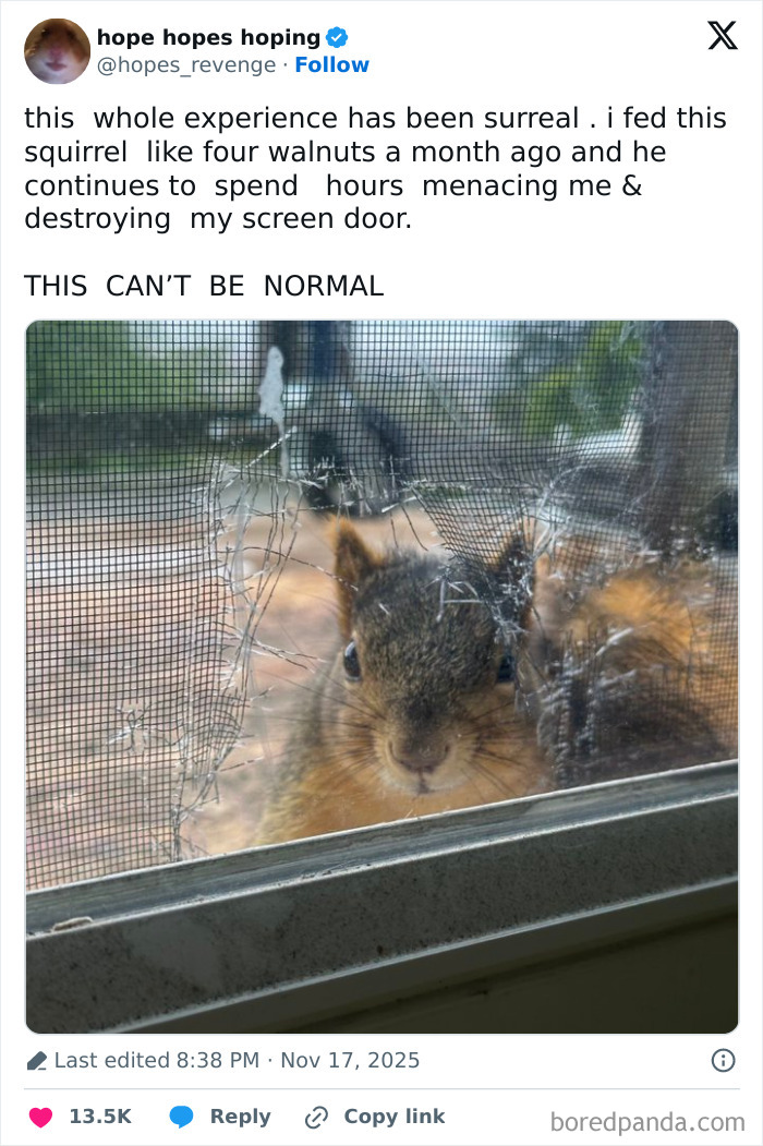Squirrel peeking through a torn screen door, a funny and wholesome animal moment to brighten your feed.