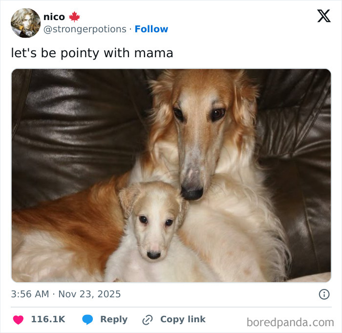 Two Borzoi dogs cuddling on a dark leather couch, a larger dog protectively beside a smaller puppy animal meme.