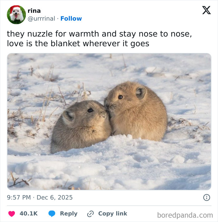 Two small animals nuzzling nose to nose in the snow, a heartwarming animal meme to forget heavy thoughts.