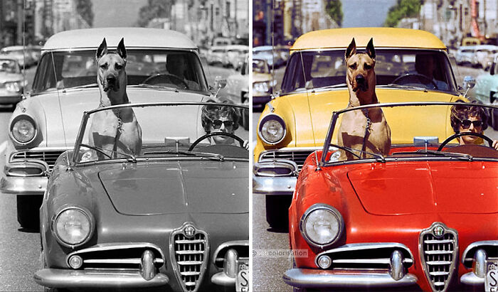 Side-by-side comparison of a classic car with a dog in black and white and colorized versions by artist colorizing old photos.