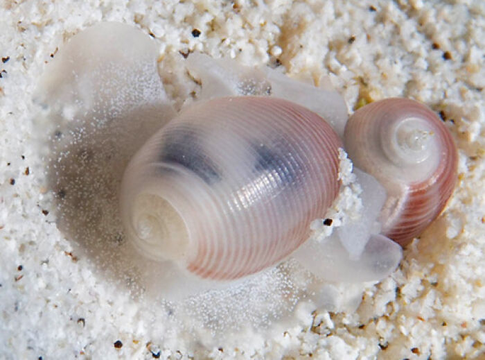 Close-up of two sea snails on white sand illustrating true stories that sound made up but actually happened.