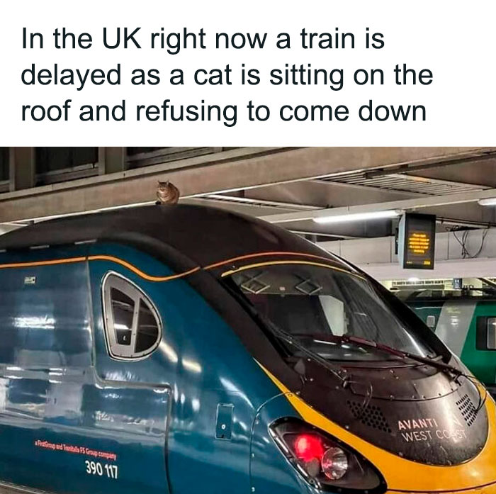 Cat behaving like a jerk sitting on top of a train roof causing a delay at a station in the UK.