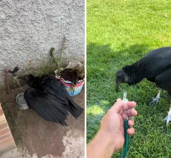 Wild vulture drinking from a faucet and interacting closely with a human hand holding a garden hose on grass.
