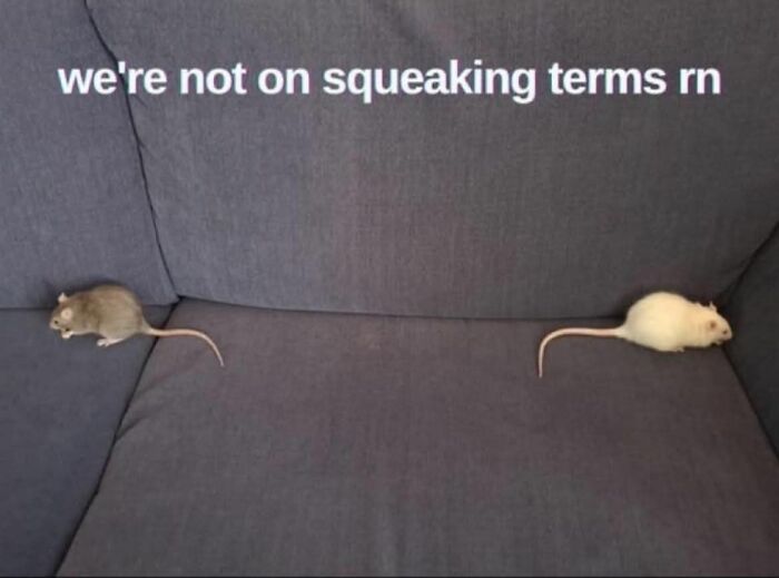 Two cute mice sitting apart on a gray couch with a funny caption about not being on squeaking terms, animal memes.