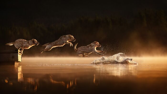 Golden retriever jumping into water at sunset, captured in one of the best dog photos by International Pet Photography Awards