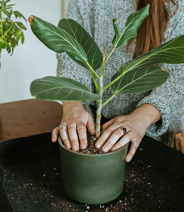 Person repotting a green plant in a pot, one of the popular white elephant gifts everyone tried to steal this season