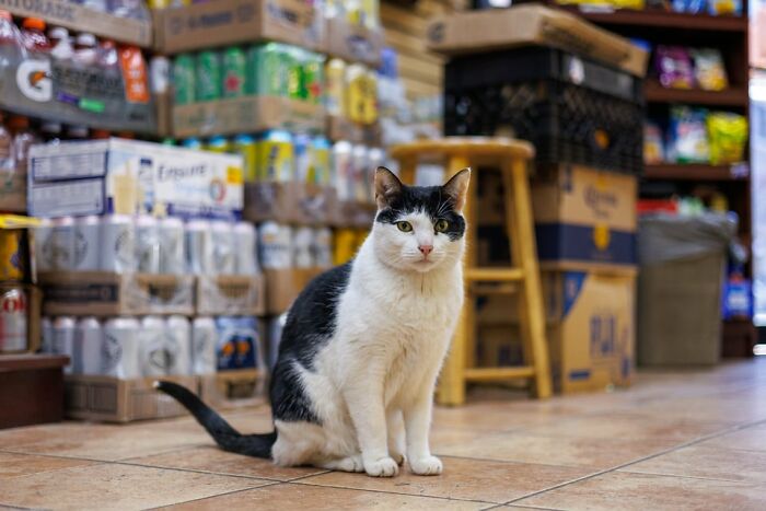 The Bodega Cat Union Finally Has A Contract On The&nbsp;table