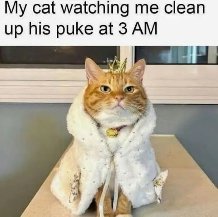 Orange cat wearing a crown and royal cape watching owner clean up its mess, showing pets behaving like jerks humor.