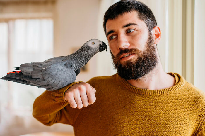 Man in mustard sweater with a large gray parrot on his arm, one of the most bizarre things seen through a neighbor’s window