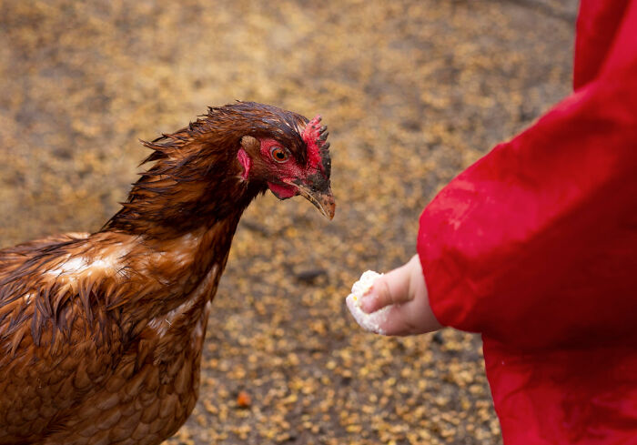 Child in red coat feeding a brown chicken outdoors, illustrating disturbing science facts about animal behavior and interaction.