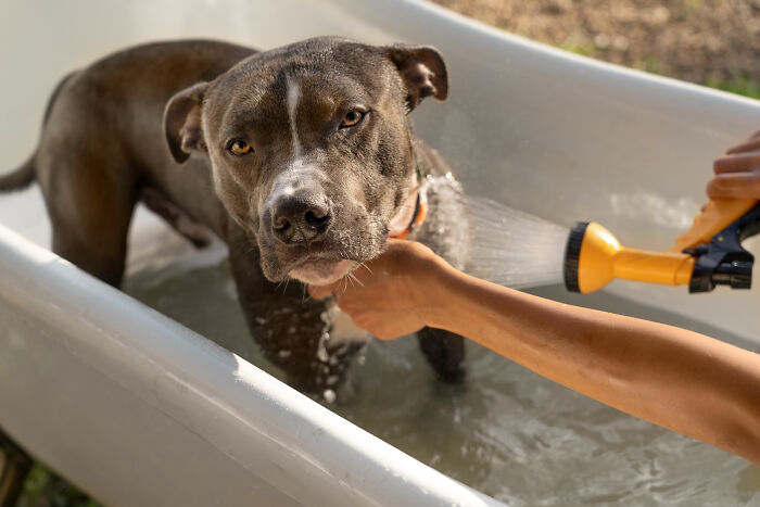A dog getting a bath with water sprayed from a hose, illustrating a kid's insult with strange and specific detail.