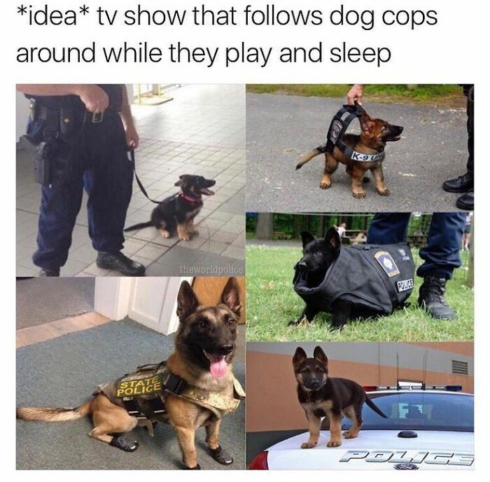 Cute dogs posts showing police dogs playing, resting, and wearing K9 and state police vests in various outdoor and indoor scenes.