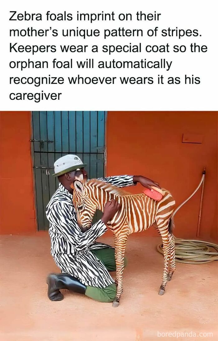 Caretaker in a zebra-striped coat grooming a zebra foal, showcasing cute and sweet animal memes for a smile.