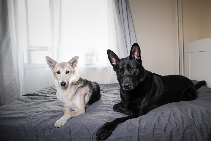 Two dogs lying on a bed indoors, capturing an embarrassing moment people were blessed to see when they thought no one was looking.