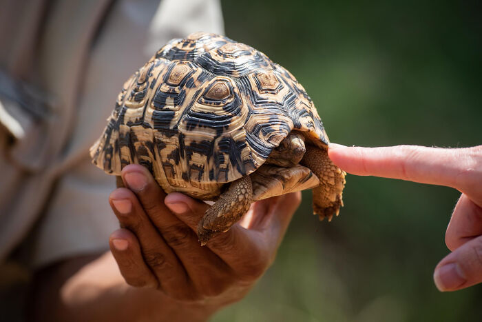 Close-up of a person holding a patterned tortoise while another person’s finger touches its head, capturing a strange and specific moment.